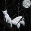 Night Fox