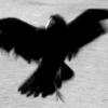 Karasu