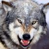 dannywolf