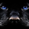 bagheera