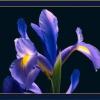 Iris Blonde